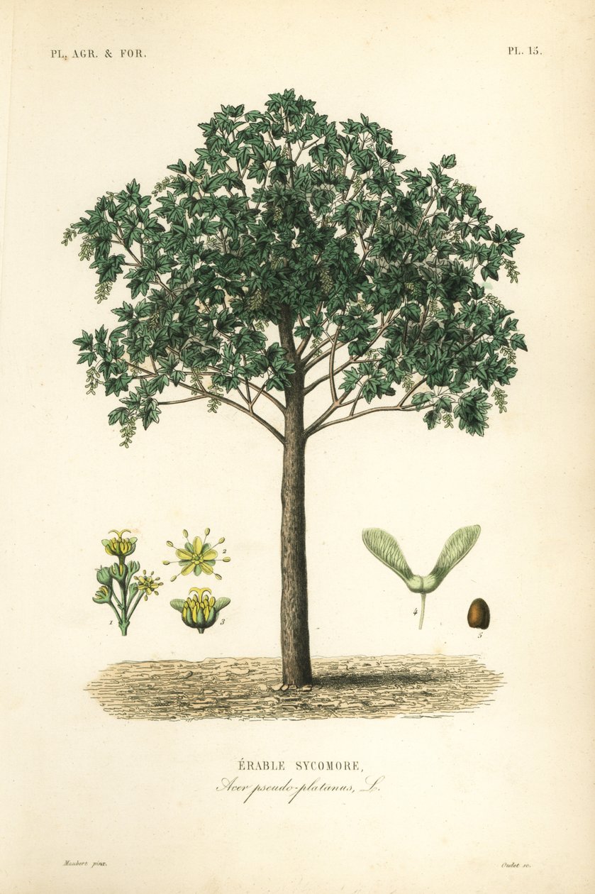 Sycamore vaahtera, Acer pseudoplatanas, Erable sycomore tekijältä Unbekannt