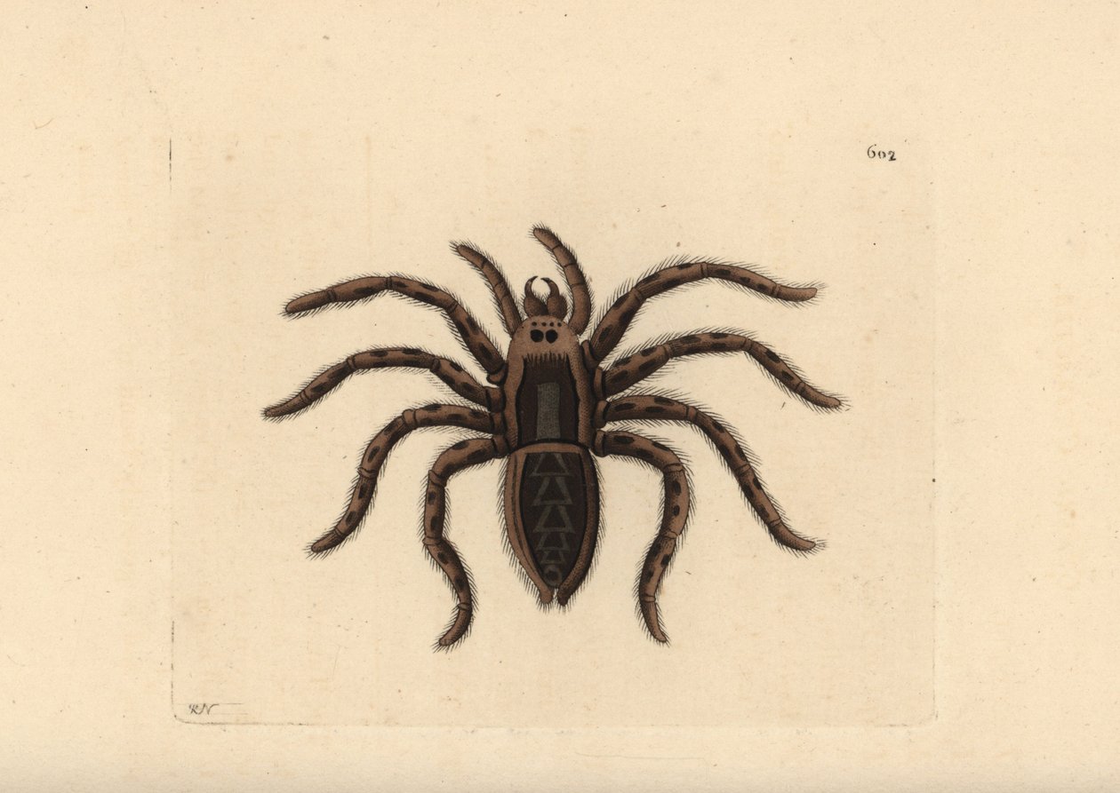 Tarantula susihämähäkki, Lycosa tarantula (Tarantula spider, Aranea tarantula). Richard Polydore Nodderin piirtämä ja kaiverrettu kuvitus. Käsin värjätty kuparipiirros George Shaw