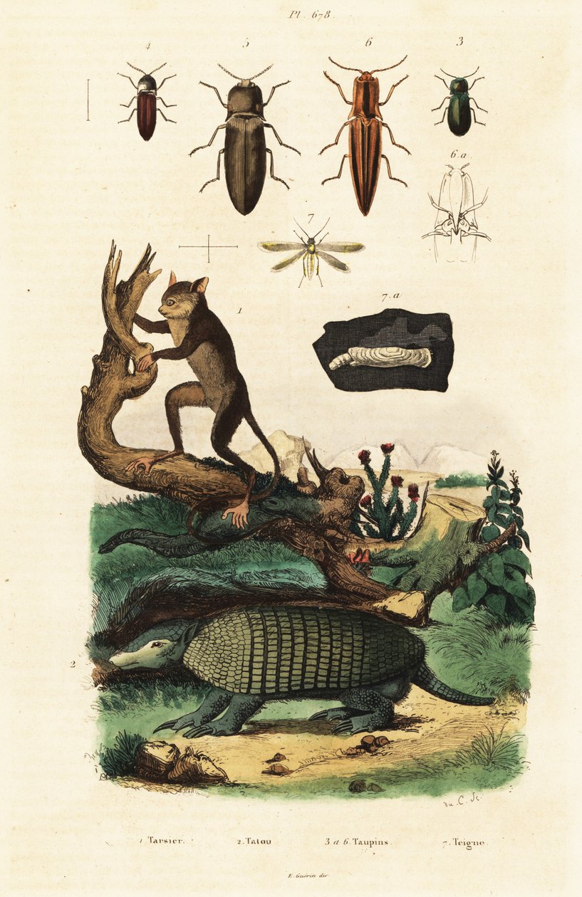 Tarsier, armadillo ja kovakuoriaiset. ,1834-1839 (kaiverrus) tekijältä Unbekannter Künstler