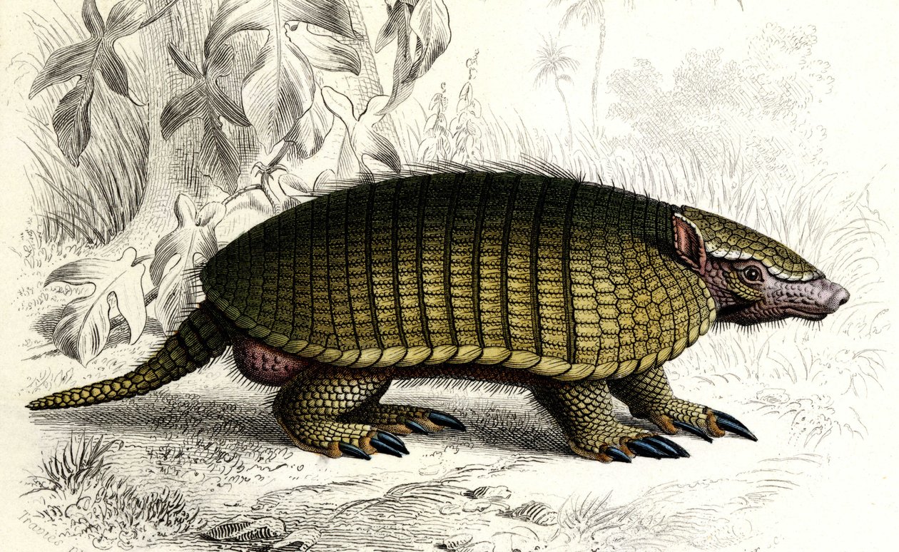 Löytyi vyötiäinen (Dasypus sexeinetus), edentes-nisäkkäitä. Charles D