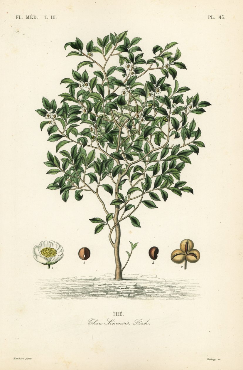 Teepuu tai teekasvi, Camellia sinensis, Thea sinensis, tekijältä Unbekannt