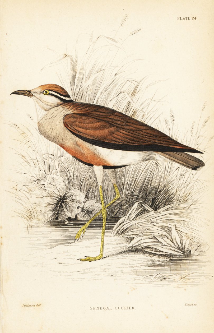 Temminckin kuriiri, Cursorius temminckii (Senegalin kuriiri, Tachydromus senegalensis). William Lizarsin käsin väritetty teräskaiverrus William Swainsonin mukaan Sir William Jardinen Naturalist