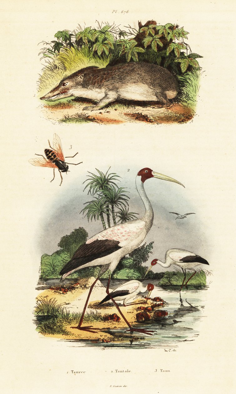 Tenrec, haikara ja hevoskärpänen., 1834-1839 (kaiverrus) tekijältä Unbekannter Künstler