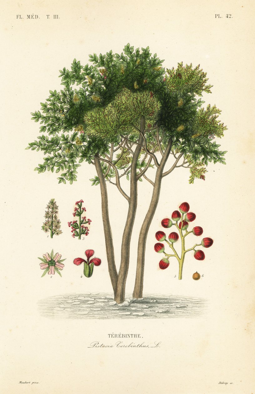 Terebinth tai tärpättipuu, Pistacia terebinthus, Terebinthe tekijältä Unbekannt