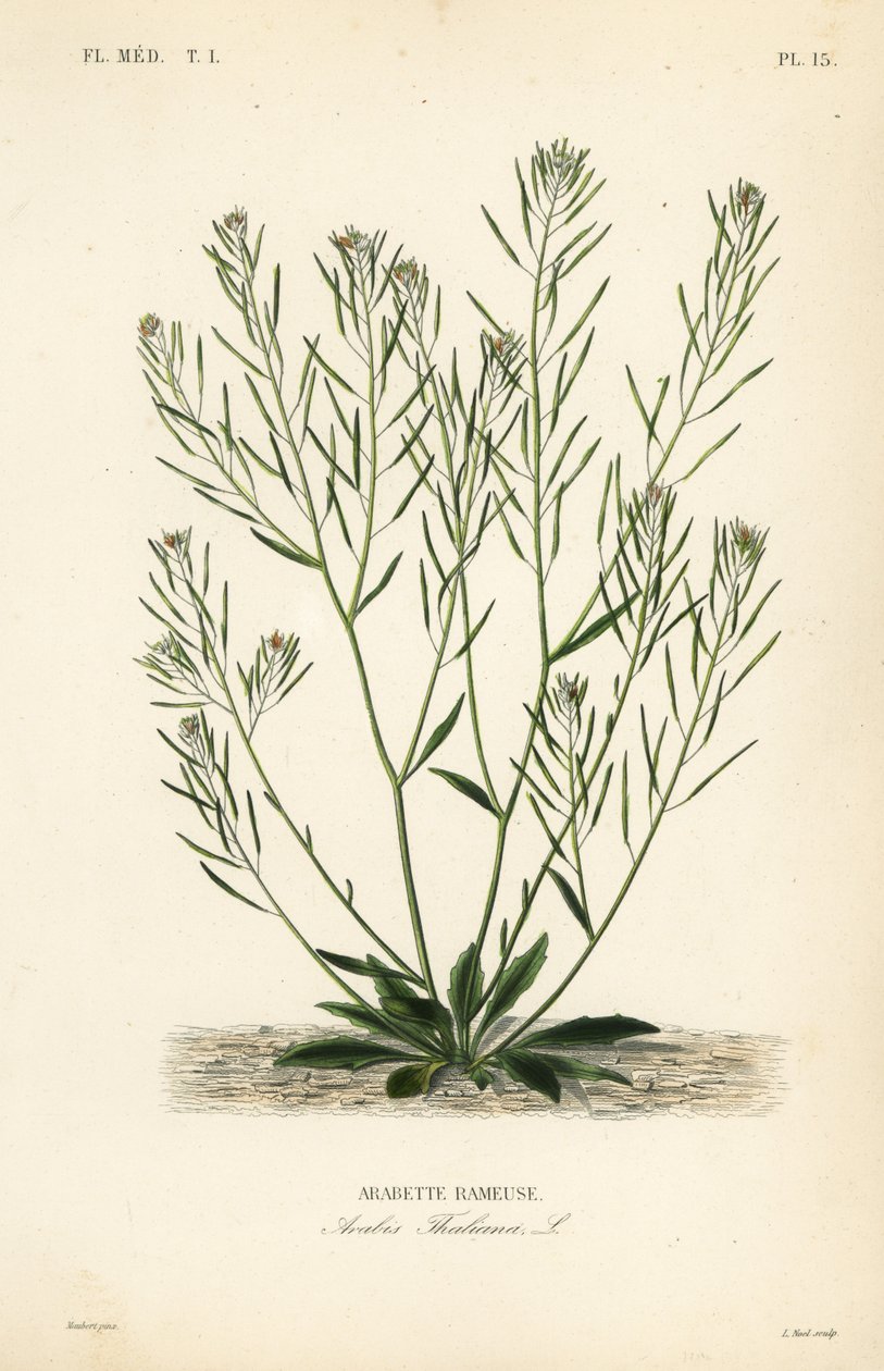Thale krassi, hiirikorvakrassi tai arabidopsis, Arabidopsis thaliana, Arabis thaliana, Arabette rameuse tekijältä Unbekannt