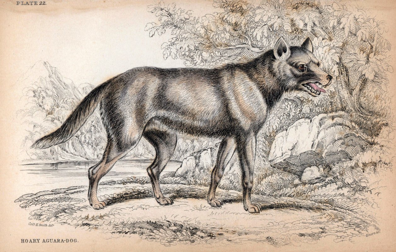 Chenu-kettu eli Brasilian kettu, Lycalopex vetulus - Eversti Charles Hamilton Smithin litografia Naturalist