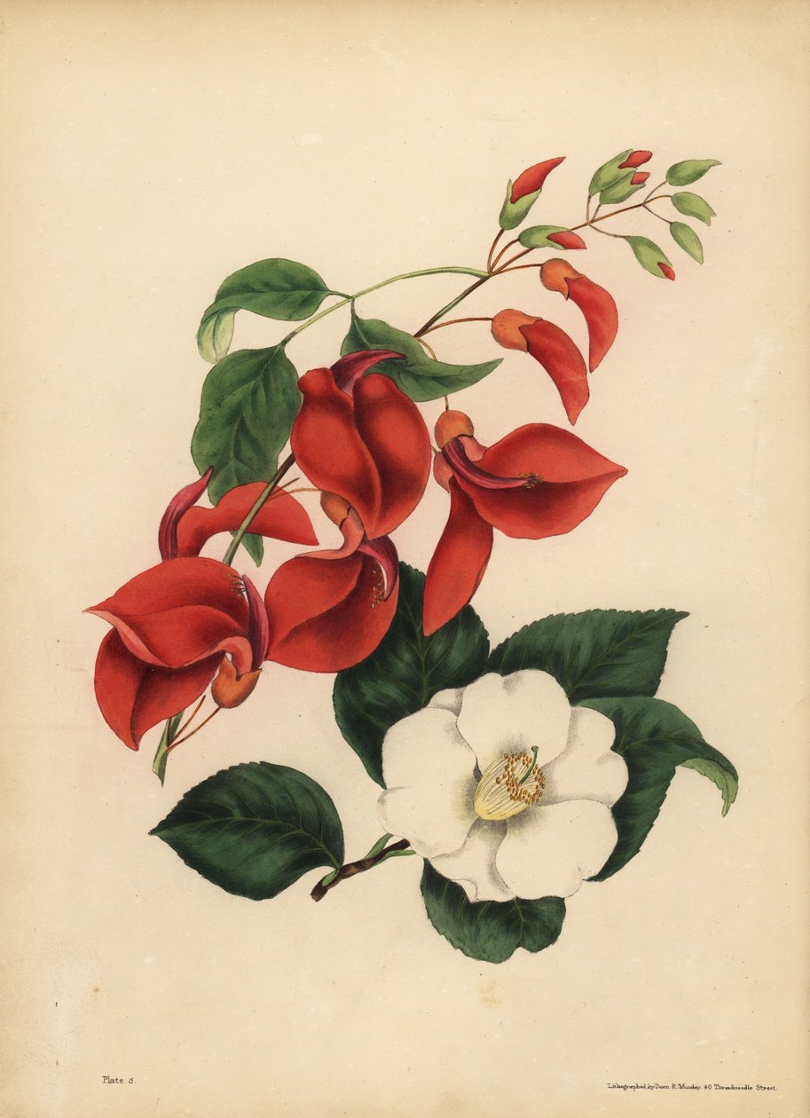 Kukon kampakorallipuu, Erythrina crista-galli, Singularity; Yksi valkokukkainen Camellia tai Japan Rose, Camellia japonica, Kauneus on ainoa vetovoimasi tekijältä Unbekannt