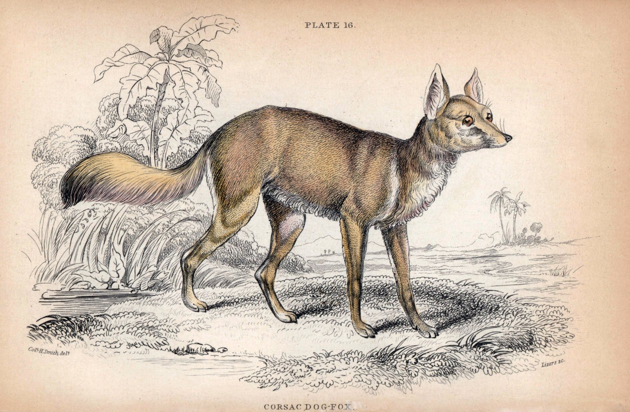 Corsac-kettu, Vulpes Corsac - Eversti Charles Hamilton Smithin tekemä litografia Naturalist
