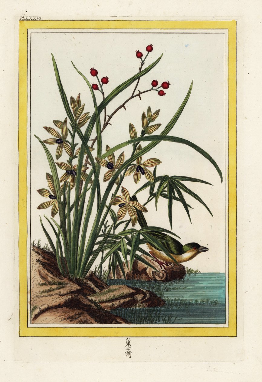 Kiinan Elleborin. Helleborine-orkidea, Cephalanthera longifolia. Pierre Joseph Buchozin käsin värjätty etsaus "Arvokas ja valaistu kokoelma kauneimmista ja kummallisimmista kukista, joita kasvatetaan sekä Kiinan että Euroopan puutarhoissa, tekijältä Unbekannter Künstler