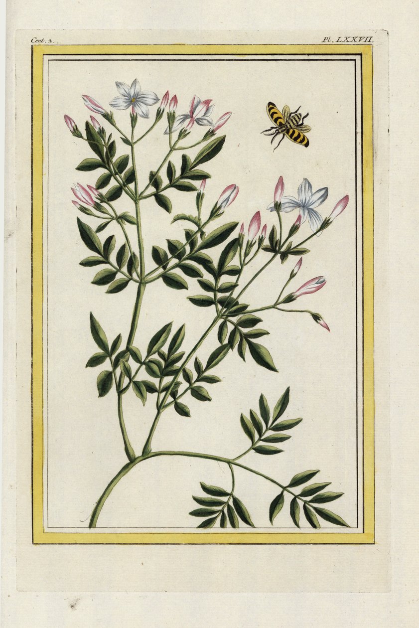 Espanjalainen jasmiini. Espanjalainen jasmiini, Jasminum grandiflorum. Käsinväritetty etsaus Pierre Joseph Buchozin teoksesta "Precious and illuminated collection of the most beautiful and curious flowers, grown both in the gardens of China and in those of tekijältä Unbekannter Künstler