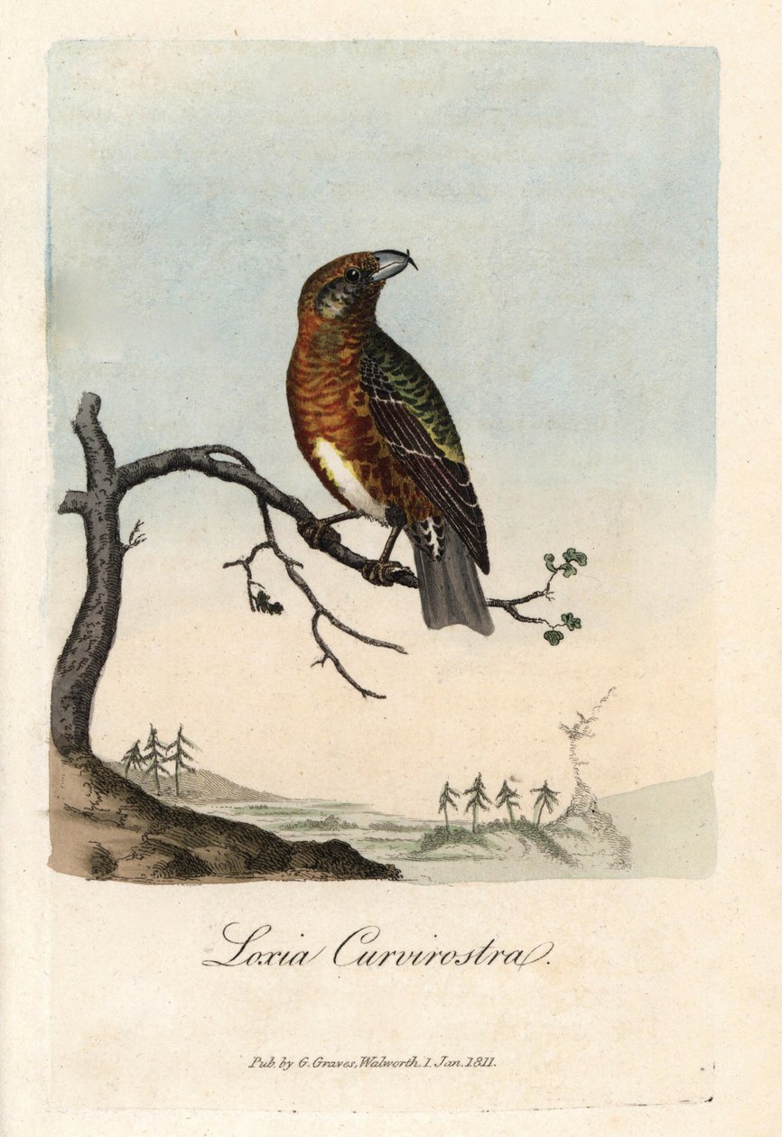 Lasku ylittää kuusia. George Gravesin värillinen kuparikaiverrus, British Ornithology -julkaisussa. tekijältä Unbekannter Künstler