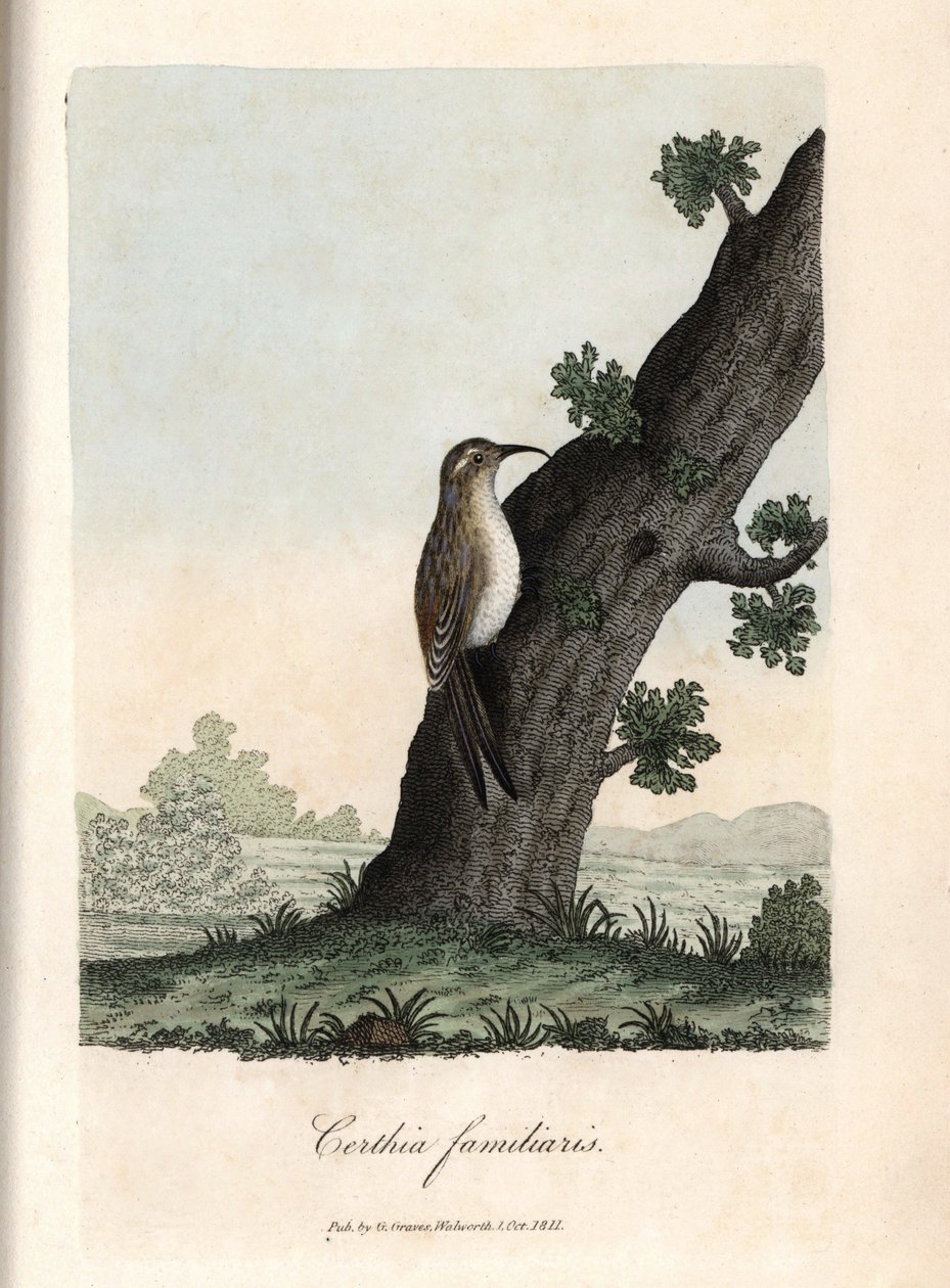 Metsän kiipeilijä. George Gravesin värillinen kuparikaiverrus, British Ornithology -teoksessa. tekijältä Unbekannter Künstler