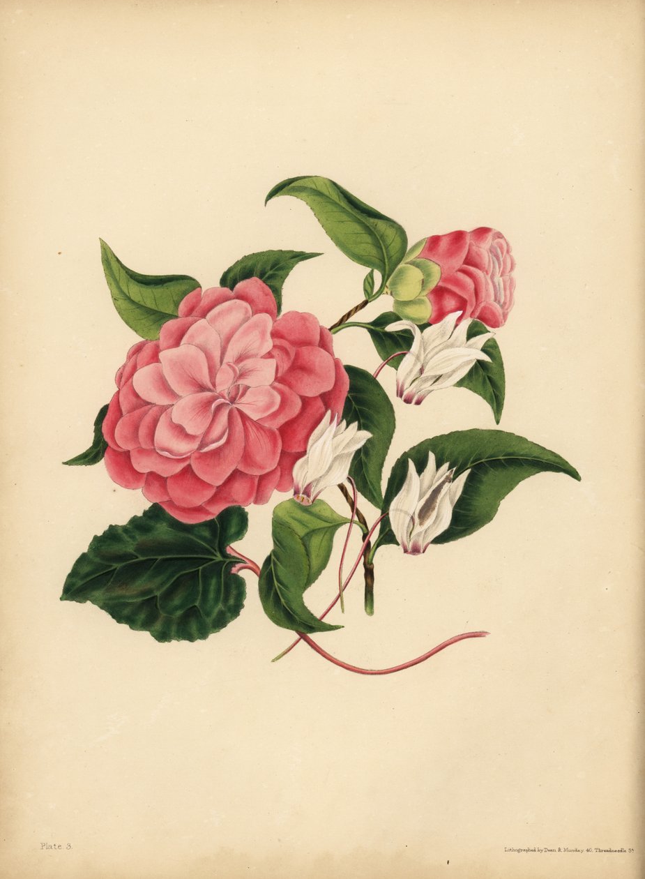 Myrttilehtinen Camellia tai Japan Rose, Beauty on ainoa vetovoimasi; Persialainen syklaami, epäusko tekijältä Unbekannt