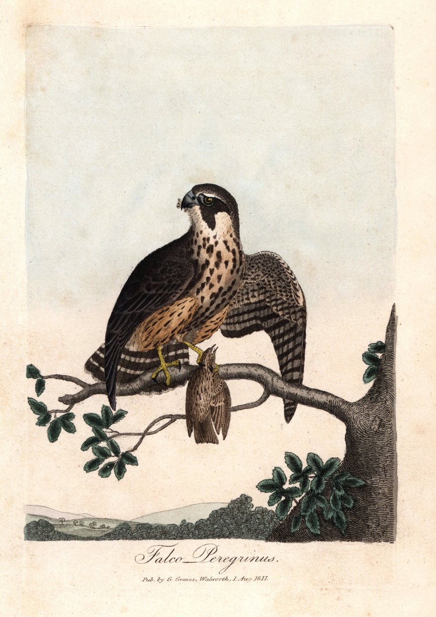 Pelerine-haukka. George Gravesin värillinen kuparikaiverrus, British Ornithology -julkaisussa. tekijältä Unbekannter Künstler