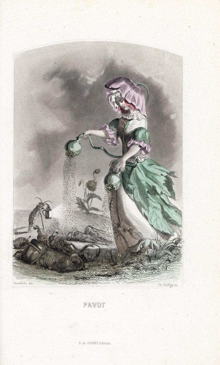 Unikkopalkkio ripottelee oopiumin siemeniä koleoptereiden ja heinäsirkkojen huumeiden päälle - Eau forte Charles Geoffroy (1819-1882), Jean Ignace Isidore Gerard dit J.J.Granville (1803-1847) kuvituksen pohjalta, Les fleurs animees -teokseen. tekijältä Unbekannter Künstler
