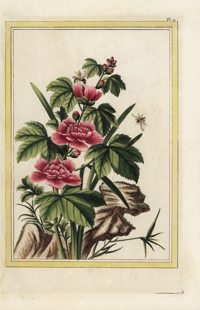 Purppuranpunaisella puulla on ruumiillistuneet kukat. Ruusumalva, Hibiscus syriacus. Pierre Joseph Buchozin käsin värjätty etsaus "Arvokas ja valaistu kokoelma kauneimmista ja kummallisimmista kukista, joita kasvatetaan sekä Kiinan että Euroopan puutarhois tekijältä Unbekannter Künstler