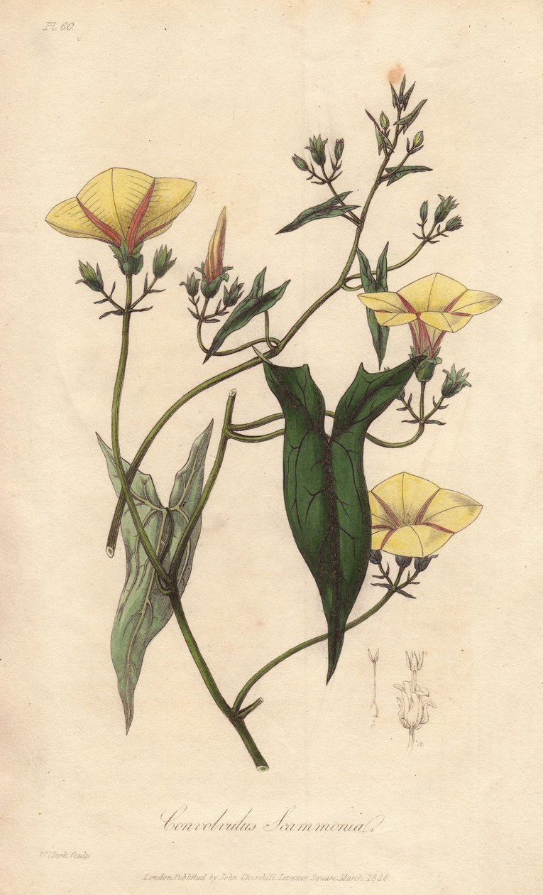 Scammonee (Convolvulus scammonia) - William Clarken vahva vesi kuvittaa John Stephensonin ja James Morss Churchillin "Medical Botanical, Description of the Medicinal Plants of London, Edinburgh, and Dublin", jonka John Churc julkaisi Lontoossa. tekijältä Unbekannter Künstler