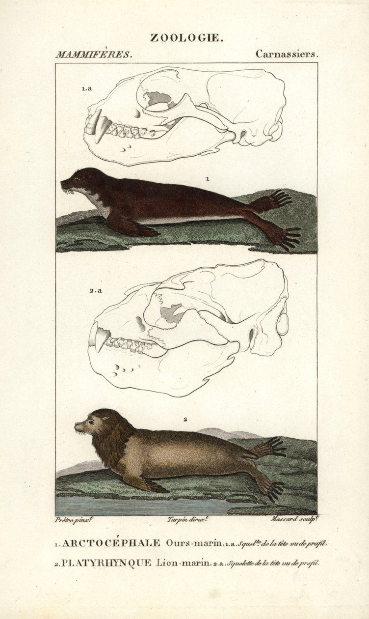 Merikarhu eli pohjoinen turkishylje (arctocephale) ja merileijona eli merileijona (platyrhynque) - Eau forte, Jean Gabriel Pretre (1780-1845), kaiverrettu Carnonkelin toimesta, Frederic Cuvierin luonnontieteiden sanakirjaa varten: nisäkkäät, toimittanut Pi tekijältä Unbekannter Künstler