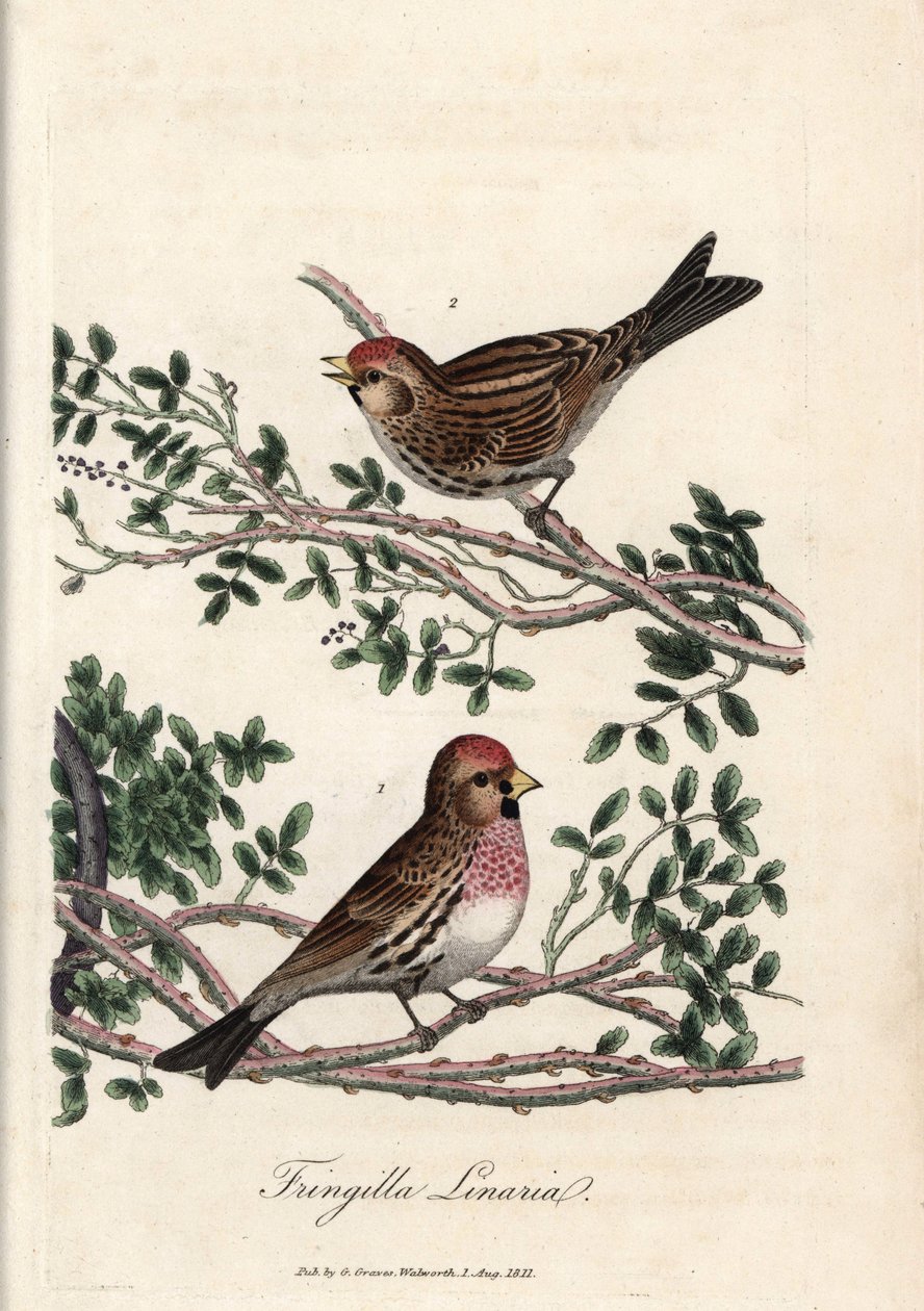 Sizerin tai pieni linotte. George Gravesin värillinen kuparikaiverrus, British Ornithology -teoksessa. tekijältä Unbekannter Künstler