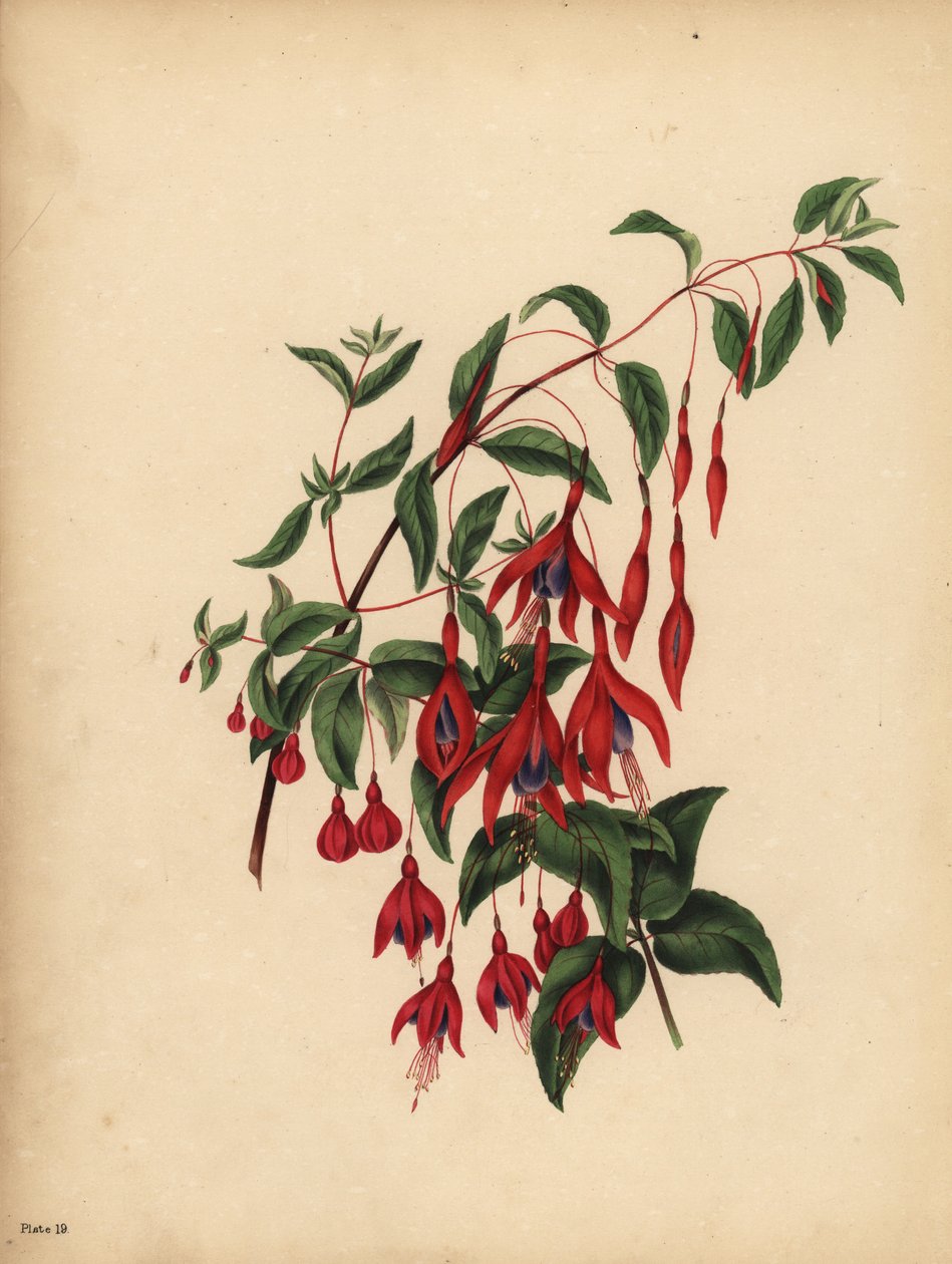 Hoikka ja pallomainen Fuksia, Fuchsia magellanica, Maku tekijältä Unbekannt