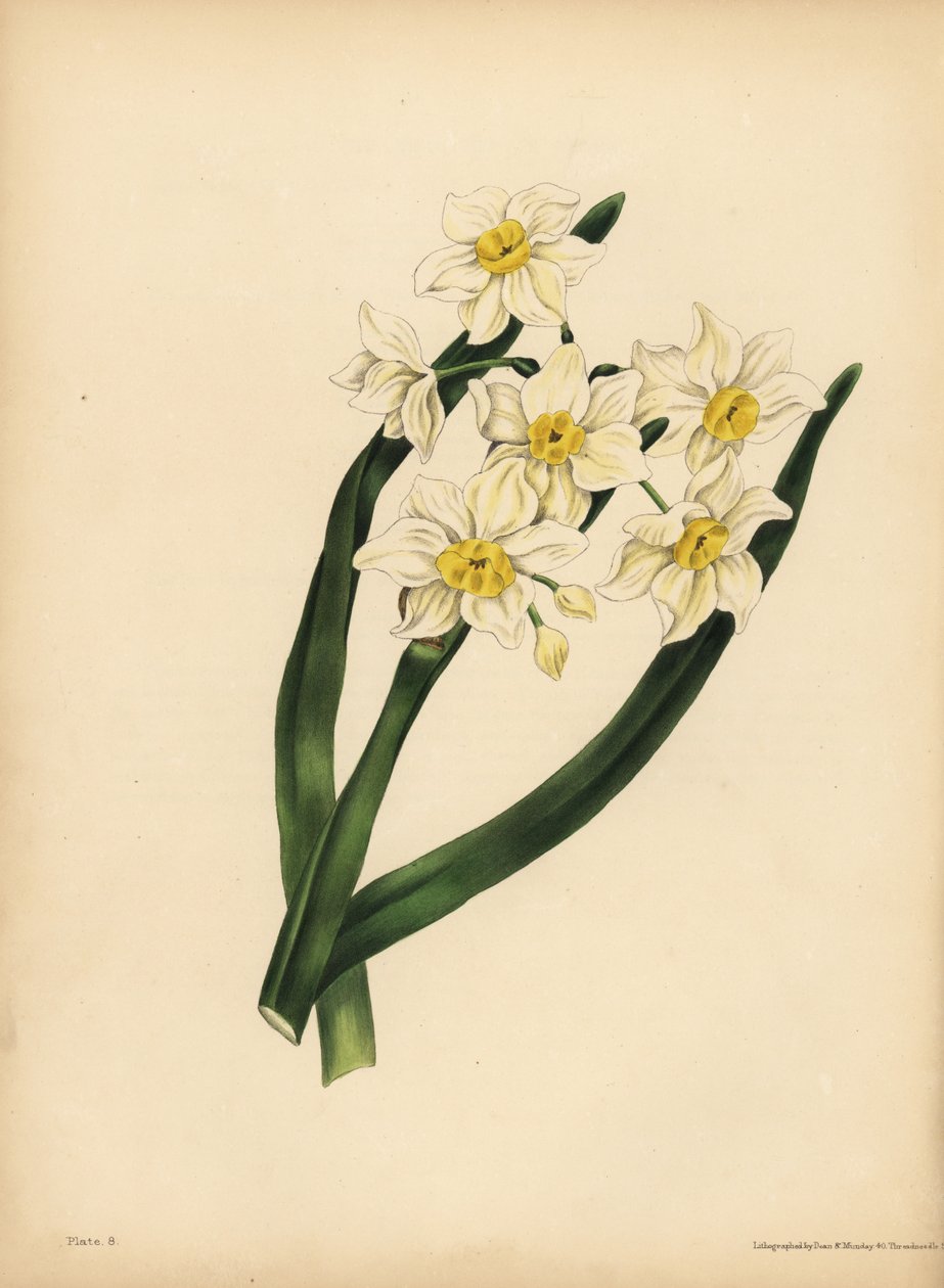 Lumihiutalelehtinen Narcissus, egoismi ja itserakkaus tekijältä Unbekannt