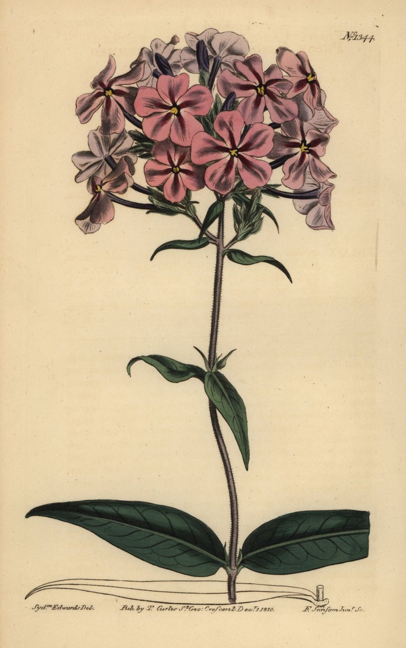 Paksulehtinen floksi, Phlox carolina (karkeavartinen lychnidea) tekijältä Unbekannt