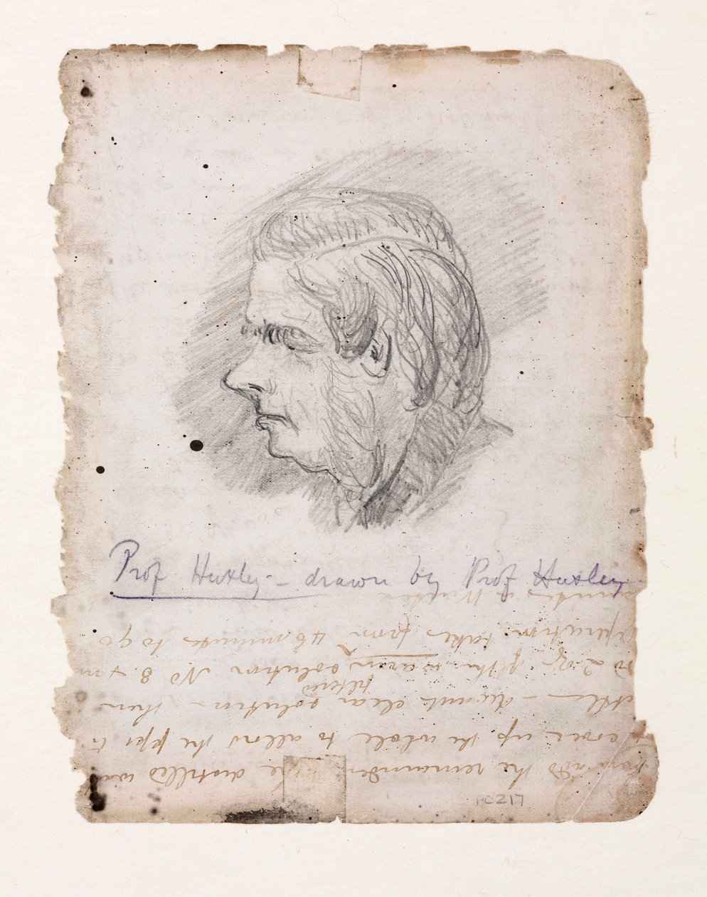 Thomas Henry Huxley, englantilainen biologi, 1800-luvun puoliväli tekijältä Unbekannt