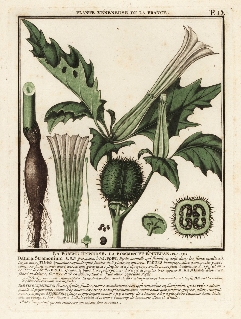 Piikkiomena, Datura stramonium. tekijältä Unbekannter Künstler