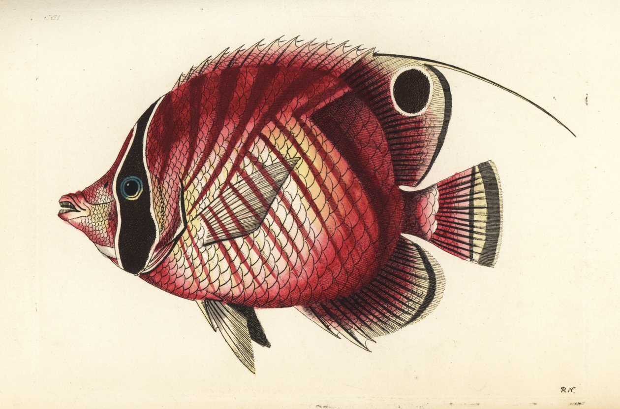 Perhokalastus, Chaetodon auriga (punaraitainen perhokalastus, Chaetodon setifer). Richard Polydore Nodderin piirtämä ja kaiverrettu kuvitus. Käsinväritetty kuparikaiverrus George Shaw
