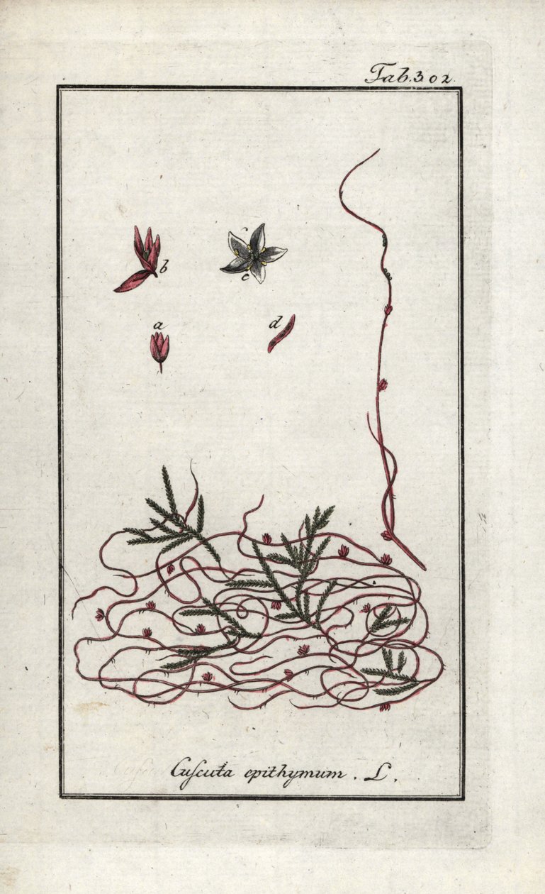 Timjami- tai pikkukukka-artisokka (Cuscuta epithymum). Litografia Johannes Zornin (1739-1799) Alankomaiden teoksesta "Afbeelding der Artseny-Gewassen". tekijältä Unbekannter Künstler