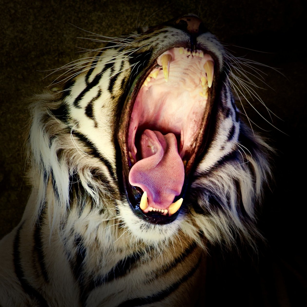 Tiger Teeth, 2017 (valokuva) tekijältä Unbekannter Künstler