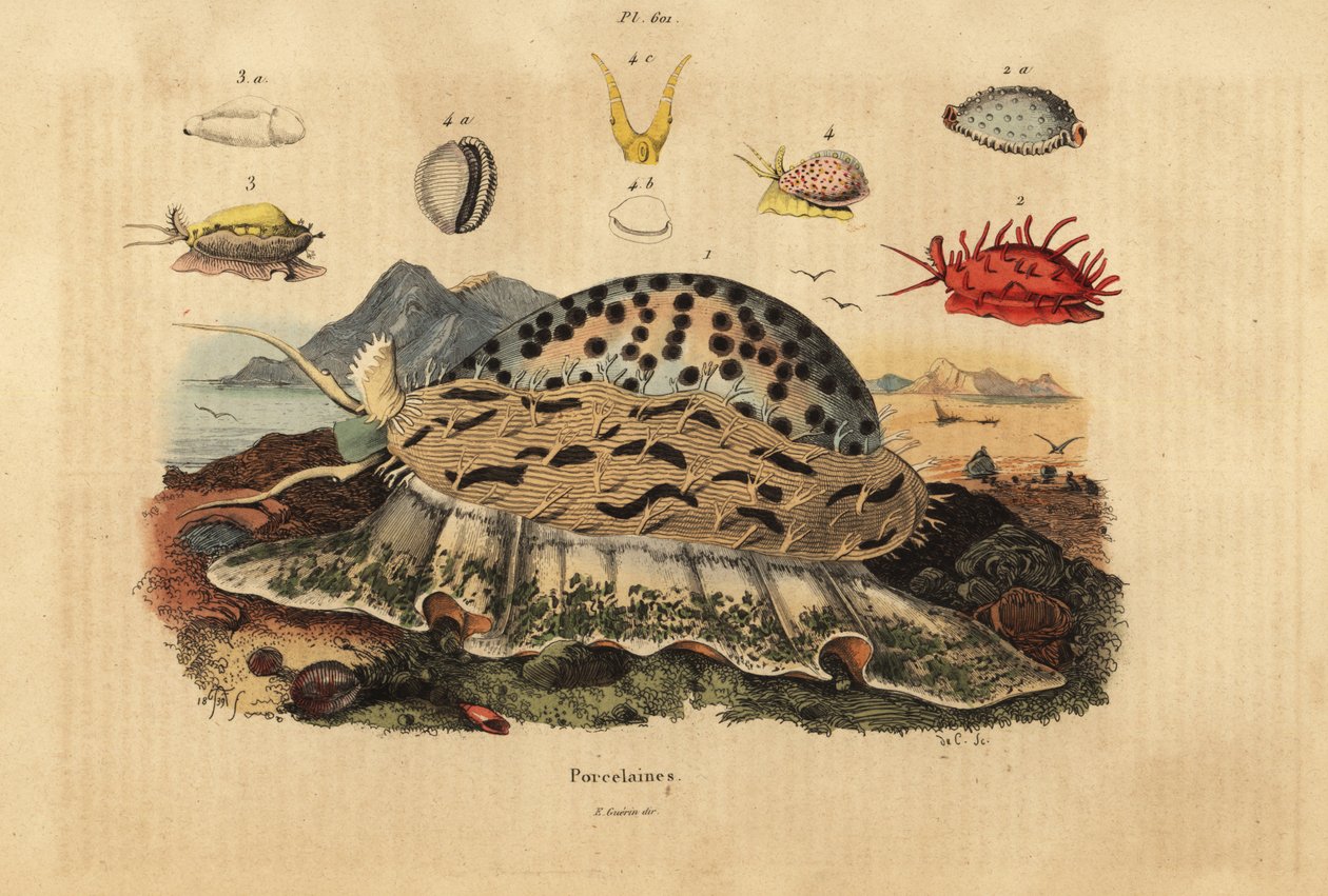 Tiger cowrie, Cypraea tigris 1, ryppyinen cowrie, Nucleolaria nucleus 2, raha cowrie, Monetaria moneta 3 ja Ellatrivia merces 4, Porcelaines tekijältä Unbekannt