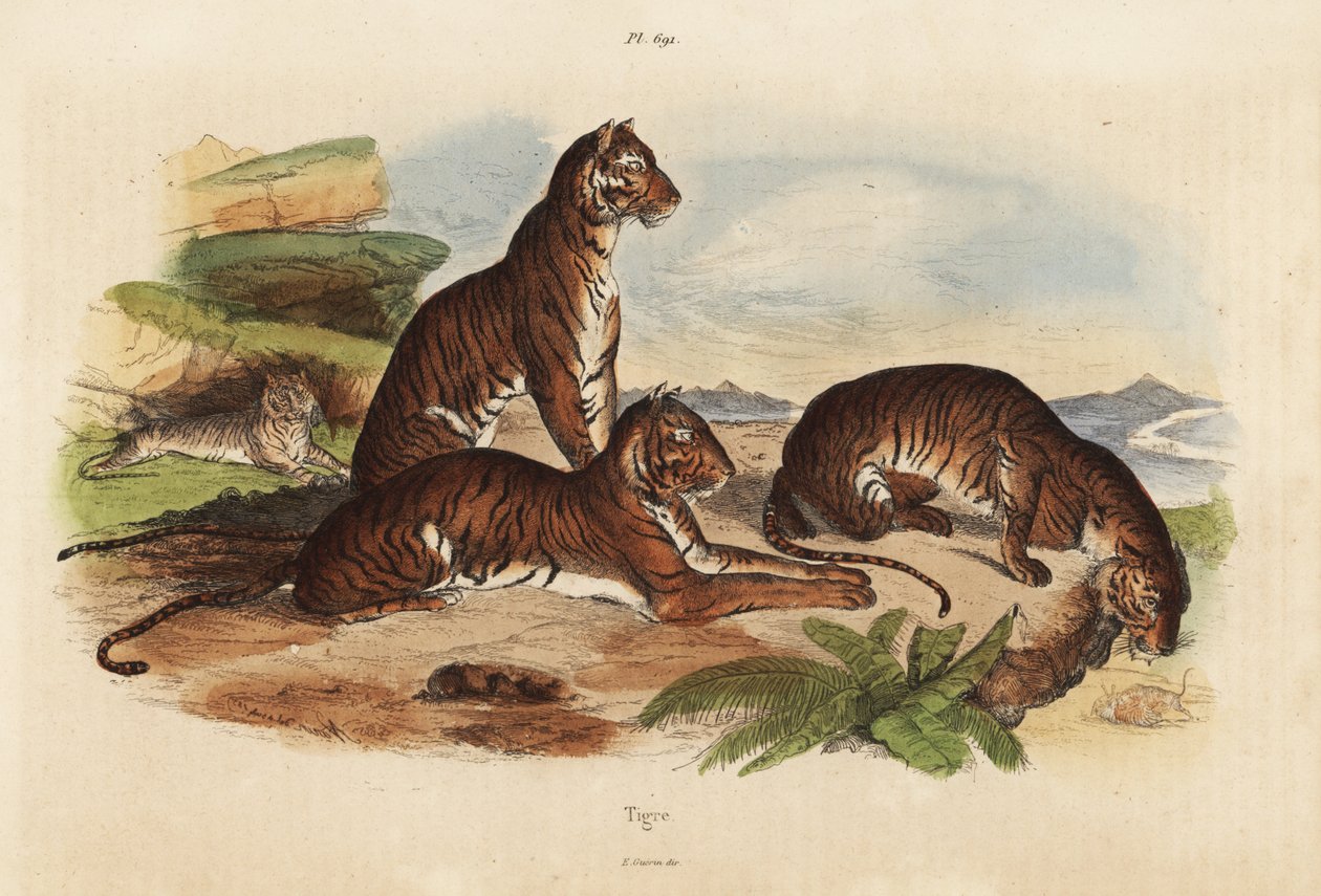 Tiikerit, Panthera tigris, uhanalaisia tekijältä Unbekannt