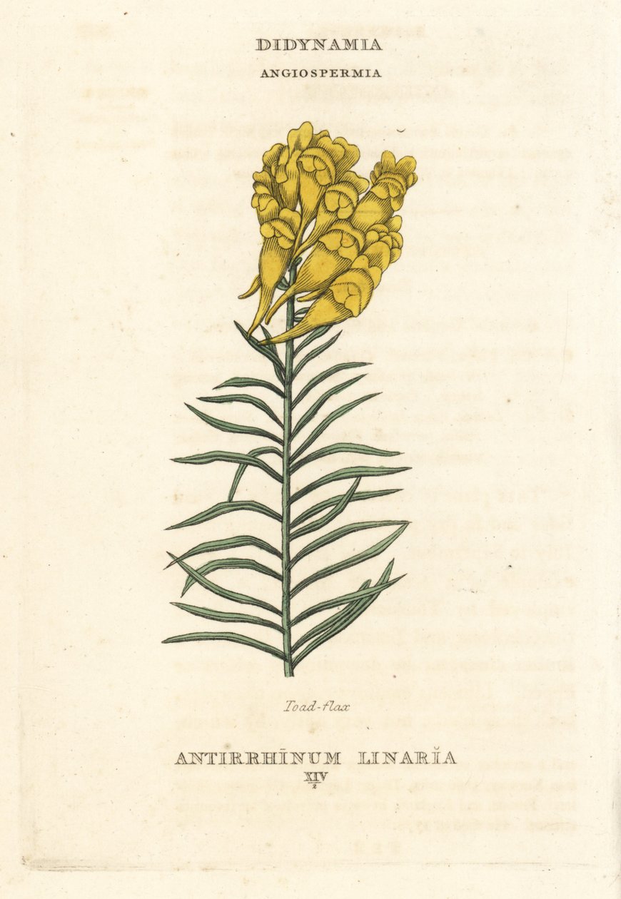 Rupikonna, Linaria vulgaris (Antirrhinum linaria). Käsin väritetty kuparipiirros Richard Duppan kuvituksen mukaan teoksesta The Claves and Orders of the Linnaean System of Botany, Longman, Hurst, Lontoo. tekijältä Unbekannter Künstler