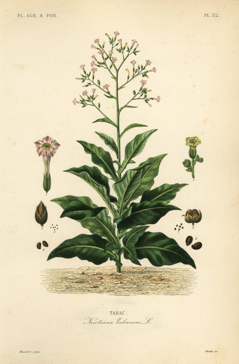 Tupakkakasvi, Nicotiana tabacum, Tabac tekijältä Unbekannt