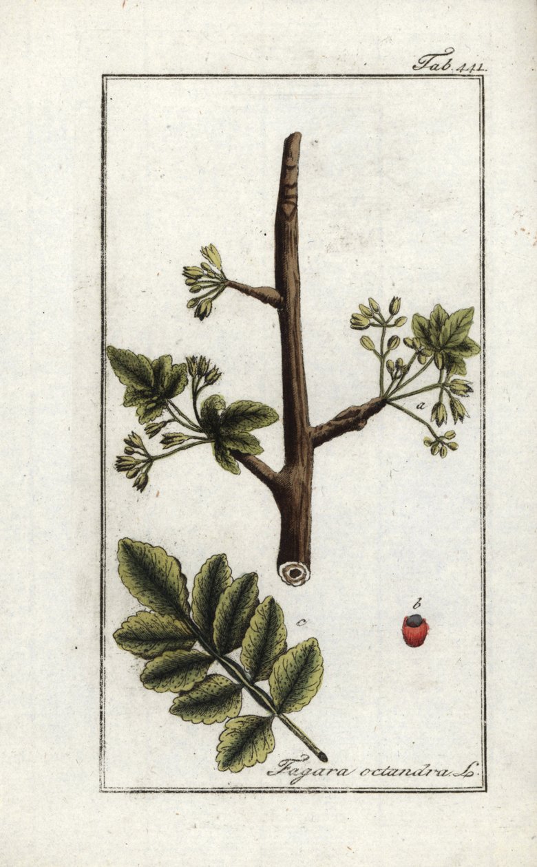 Tomentoosi- tai tacamac-kumi (Elaphrium tomentosum). Litografia Johannes Zornin (1739-1799) teoksesta "Afbeelding der Artseny-Gewassen", Alankomaat. tekijältä Unbekannter Künstler