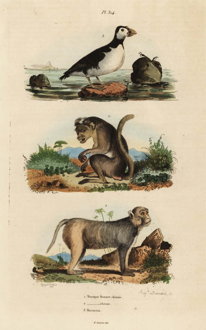 Toque makakki, Macaca sinica, uhanalainen 1, reesusmakakki, Macaca mulatta 2 ja papukaija auklet, Aethia psittacula 3 tekijältä Unbekannt