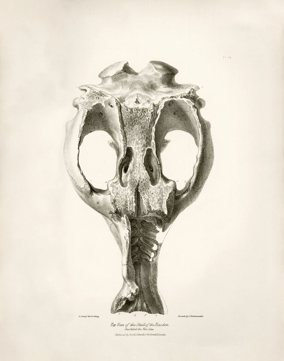Toxodon Crane, esihistoriallinen eläin, jonka Charles Darwin löysi Uruguayn Montevideon läheltä Beagle-aluksella tekemänsä tutkimusmatkan aikana. Kapteeni Fitzroyn komennossa vuosina 1832-1836 olleen H.M.S. Beaglen matkan eläintiede, toim. ja tekijältä Unbekannter Künstler