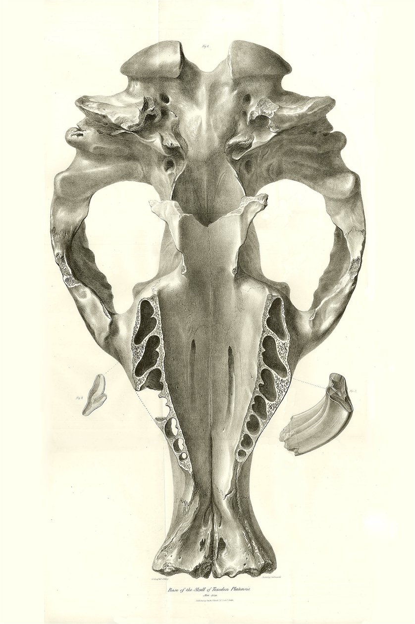 Toxodon Crane, esihistoriallinen eläin, jonka Charles Darwin löysi Uruguayn Montevideon läheltä Beagle-aluksella tekemänsä tutkimusmatkan aikana. Kapteeni Fitzroyn komennossa vuosina 1832-1836 olleen H.M.S. Beaglen matkan eläintiede, toim. ja tekijältä Unbekannter Künstler
