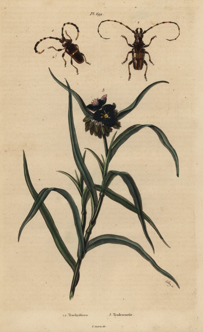 Trachyderes succinctus 1, Trachyderes mandibularis 2 ja Virginia spiderwort, Tradescantia virginiana 3 tekijältä Unbekannt