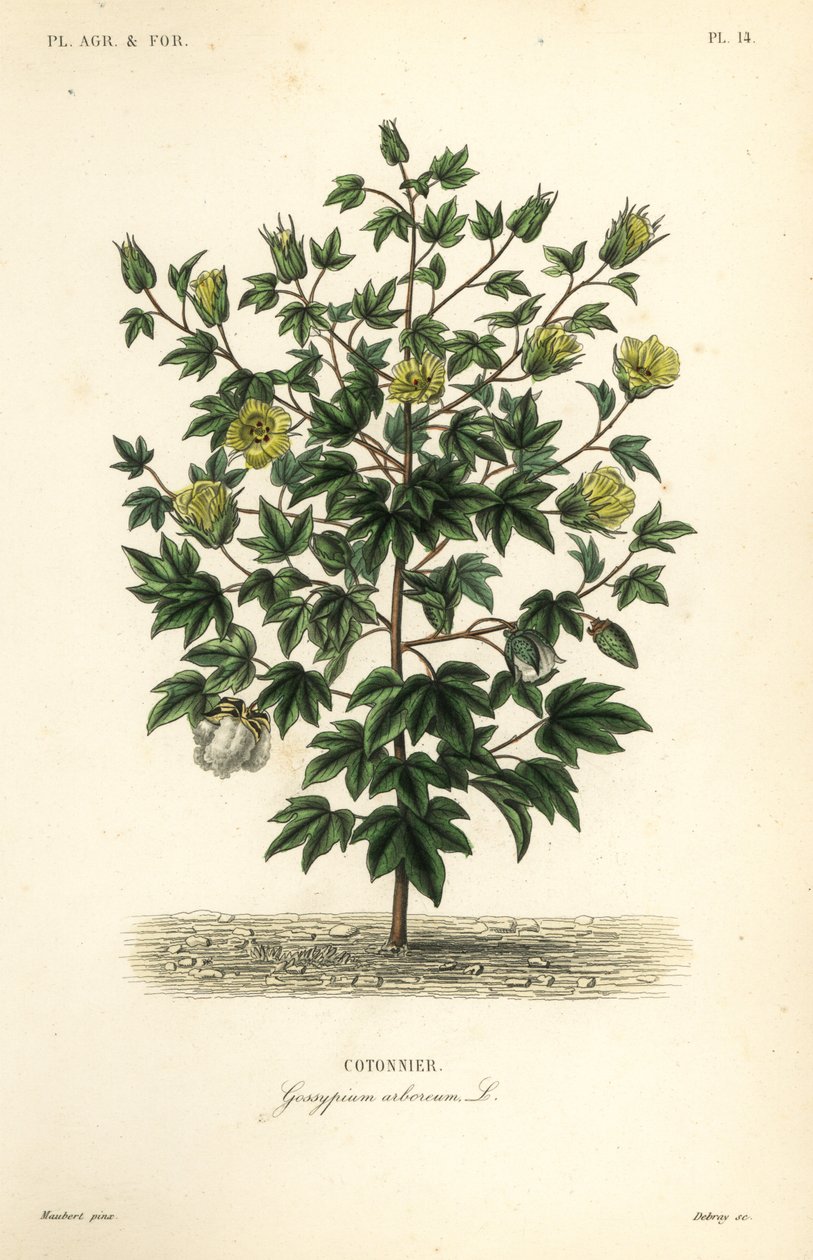 Puupuuvilla, Gossypium arboreum, Cotoninier tekijältä Unbekannt
