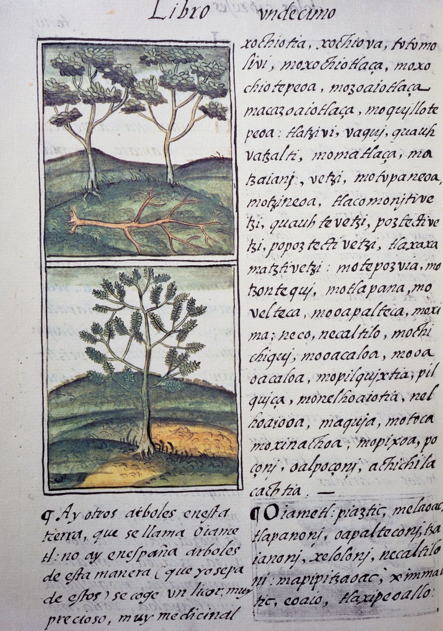 Puut, luonnonvaraiset sypressit ja kuuset, sivu Firenzen Codexista, kaksikielinen versio espanjaksi ja nahuatliksi, General History of Things of New Spain, espanjalainen lähetyssaarnaaja Fray Bernardino de Sahagun (1499-1590). Atsteekkien sivilisaatio tekijältä William M. Timlin