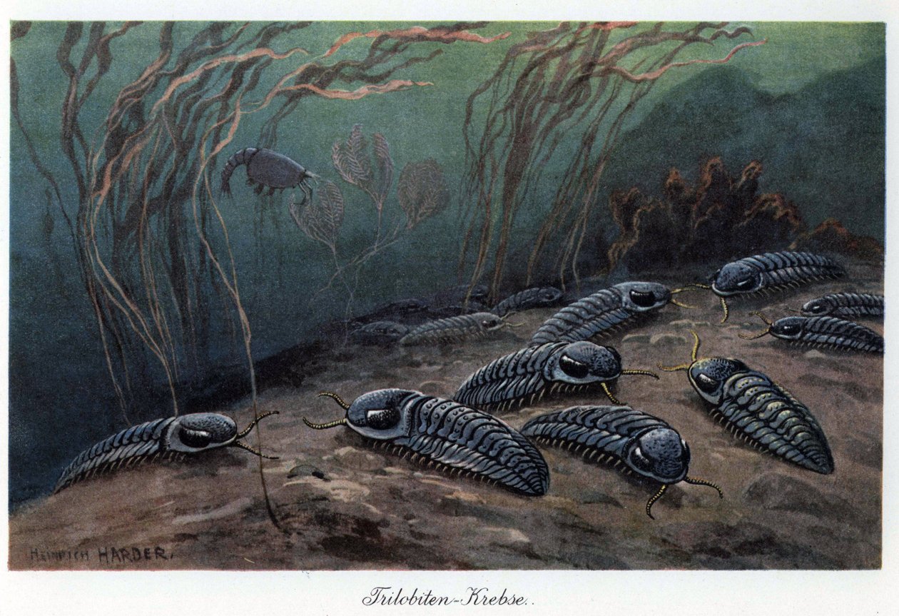Trilobiitit (kolmilohkoiset), fossiiliset meren niveljalkaiset, jotka kuuluvat Trilobia-heimoon ja jotka elivät paleotsooisella kaudella (alkukautena), kambrikaudesta permikauteen. Heinrich Harderin (1858-1935) värikuvitus, teoksessa "Tiere der Urwelt" (Es tekijältä Unbekannter Künstler