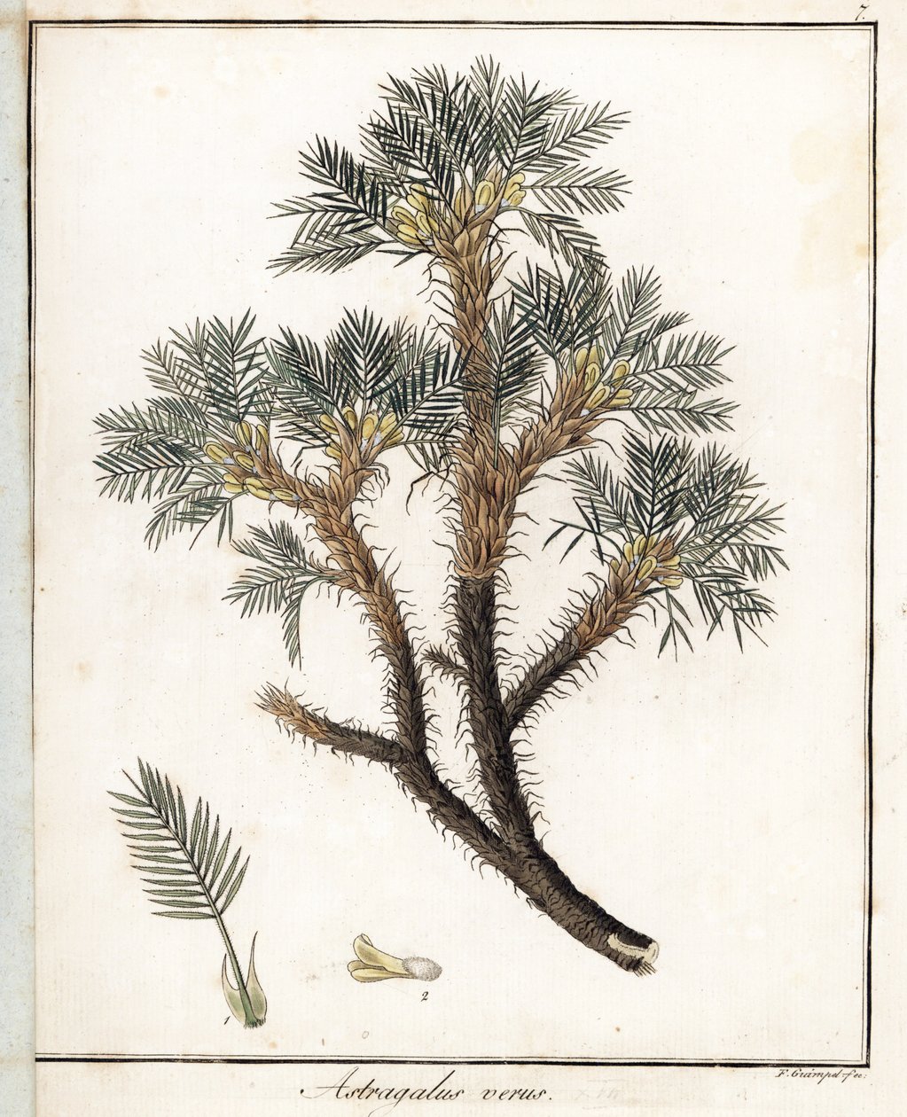 True Astragalus - F. Guimpelin litografia, otettu Friedrich Gottlob Haynesin (1763-1832) lääketieteellisestä kasvitieteestä, Berliini. tekijältä Unbekannter Künstler