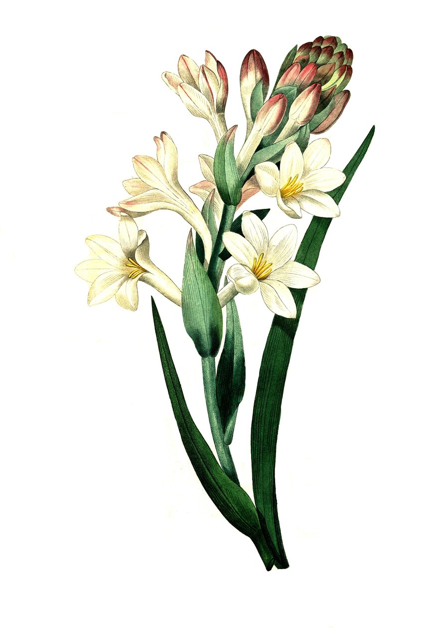 Tuberoosi, Agave amica (Agave polianthes), digitaalinen jäljennös alkuperäisestä taideteoksesta 1700-luvulta. tekijältä Unbekannter Künstler
