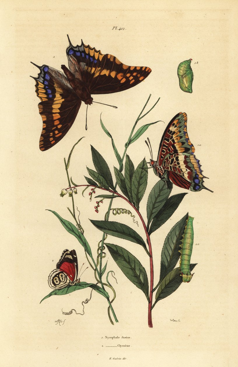 Kaksihäntäinen pasha tai kettukeisari, Charaxes jasius, jossa on pupa ja toukka 1, ja Cramerin kahdeksankymmentäkahdeksan perhonen, Diaethria clymena 2 tekijältä Unbekannt