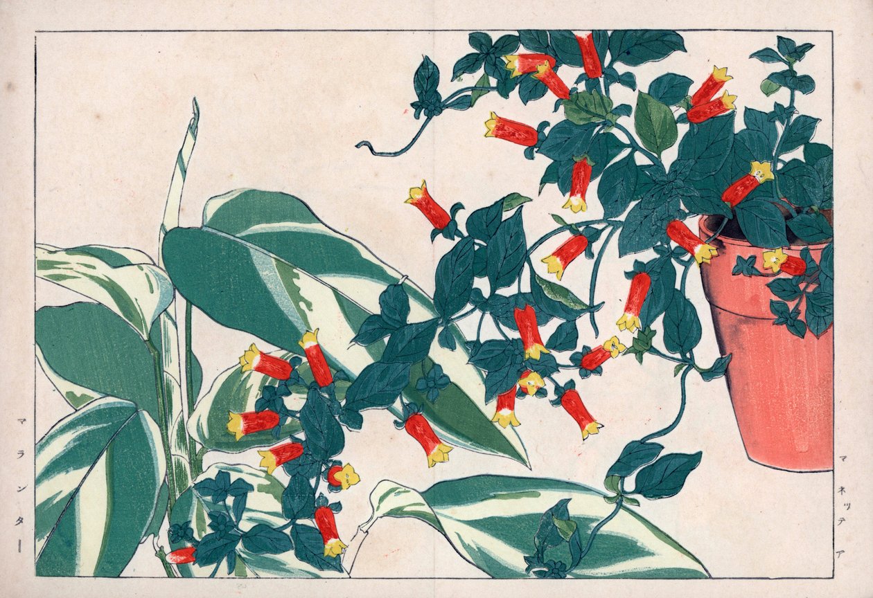 Kaksivärinen manettie ruukussa ja dicadame tai yrtti nuolilla. Tulipunainen viiniköynnös, Manettia bicolor, kukkaruukussa ja nuolijuuri, Maranta arundinacea. Käsivärinen puupiirros Konan Tanigamin teoksesta "Seiyou Sokazufu" (Pictorial Album of Western Pla tekijältä Unbekannter Künstler