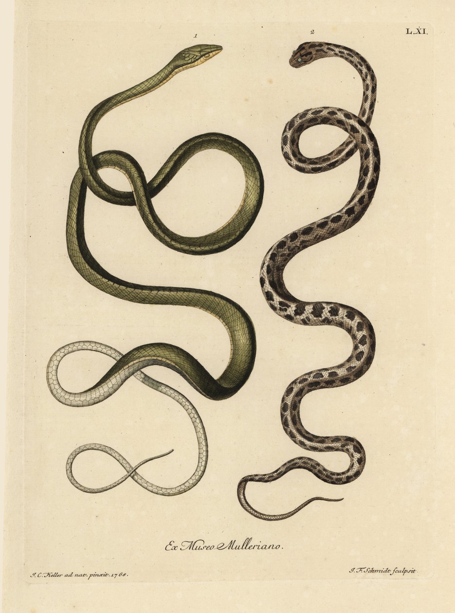Kaksi surinamekäärmettä: Ahaetulla mycterizans) ja ruudullinen sukkanauhakäärme, Thamnophis marcianus. Surinamin vihreä käärme, Coluber mycterizans, valkoinen käärme, joka on tyylikkäästi mustalla värillä värjätty käärme. Käsin värjätty koppe tekijältä Unbekannter Künstler