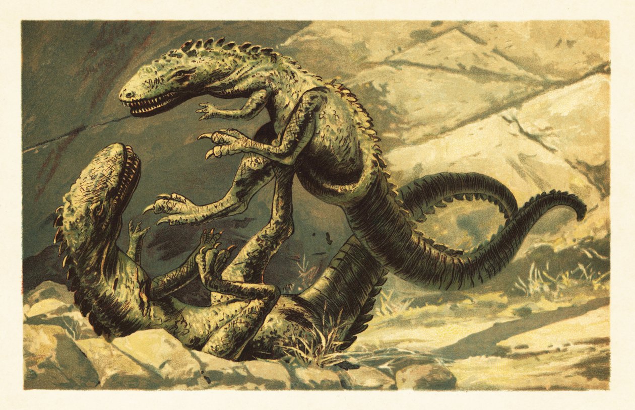 Kaksi taistelevat Dryptosaurus aquilunguis.1908 (litografia) tekijältä Unbekannter Künstler