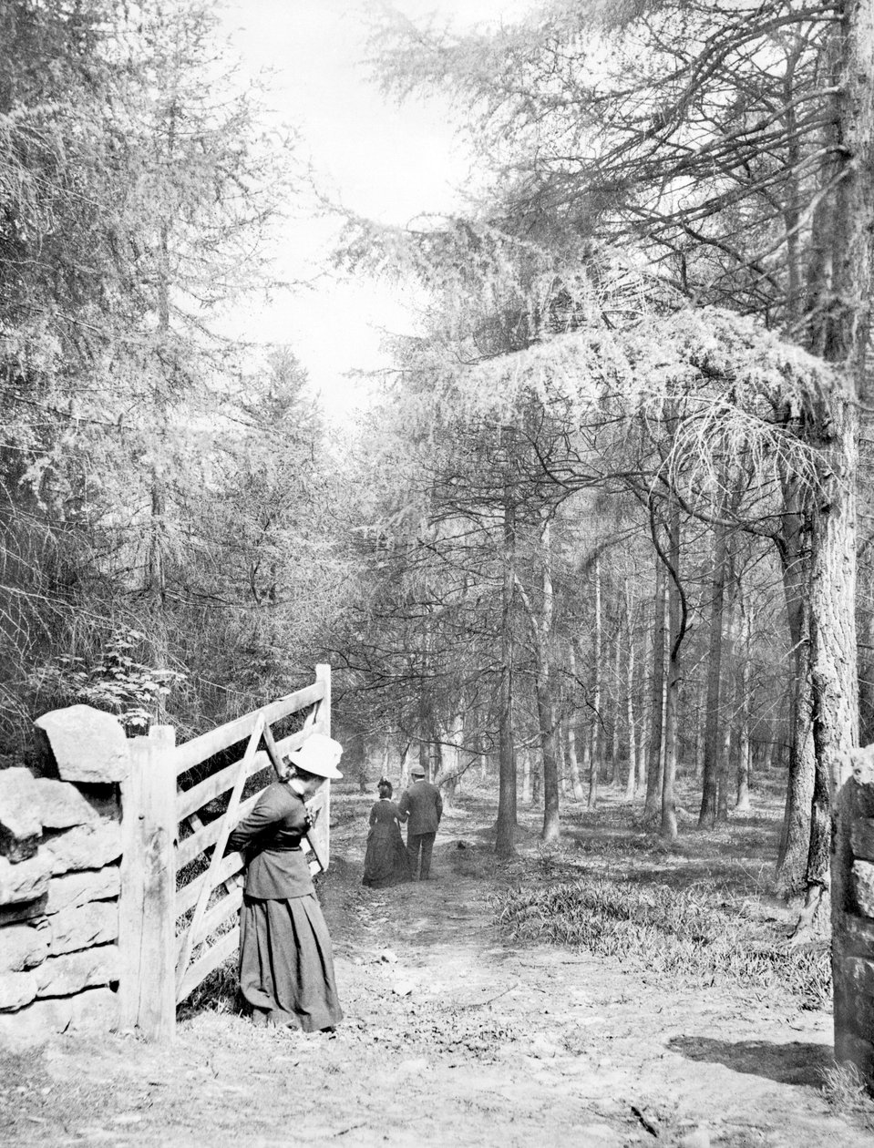 Iso-Britannia: Eaton Woods, c1890 tekijältä Unbekannt